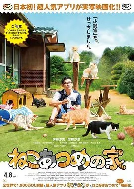 猫咪后院