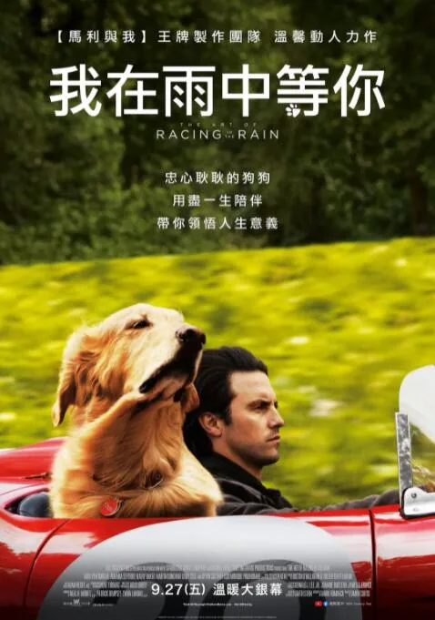 我在雨中等你中的狗是什么品种