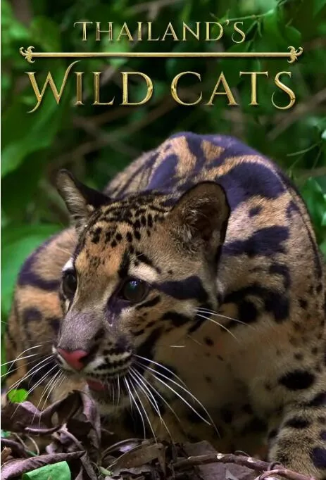 泰国的猫品种
