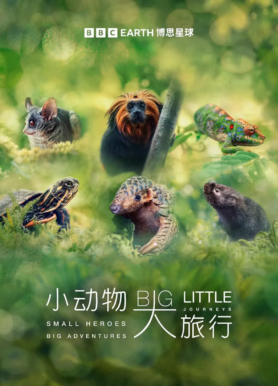 小动物 大旅行 第一季多少集