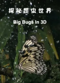 探秘昆虫世界作文怎么写