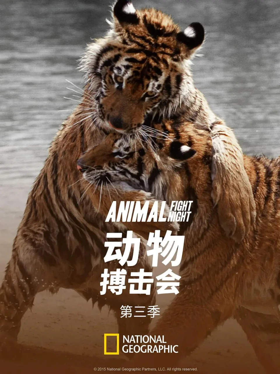 动物博击会