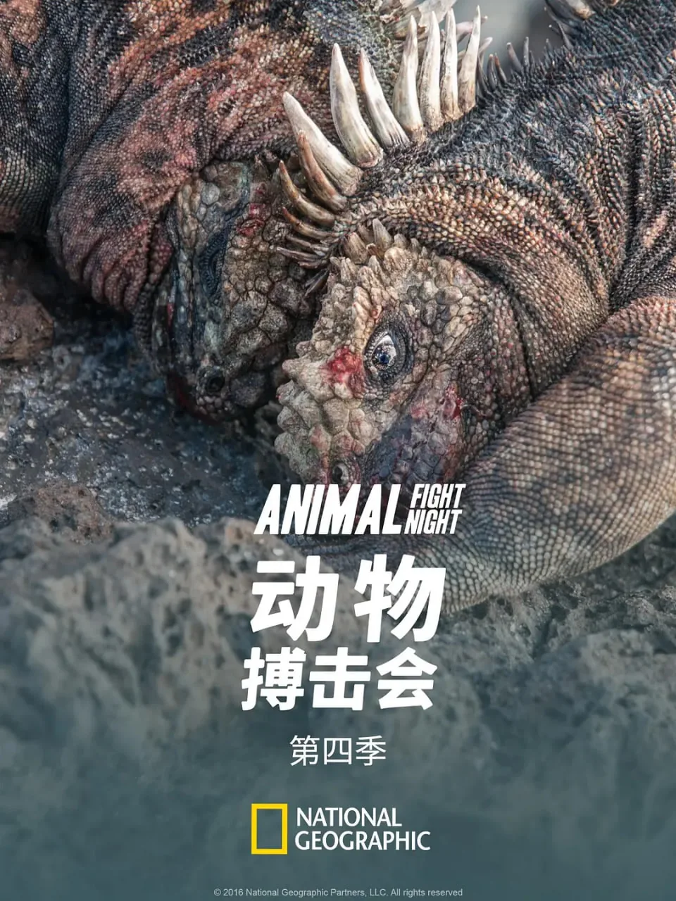 动物搏击会第一季迅雷下载