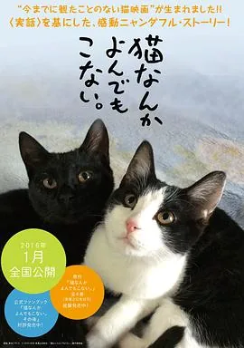 为什么猫都叫不来我的名字