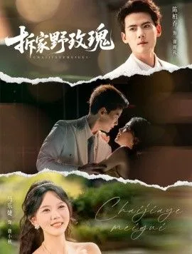 拆家野玫瑰短剧在线观看