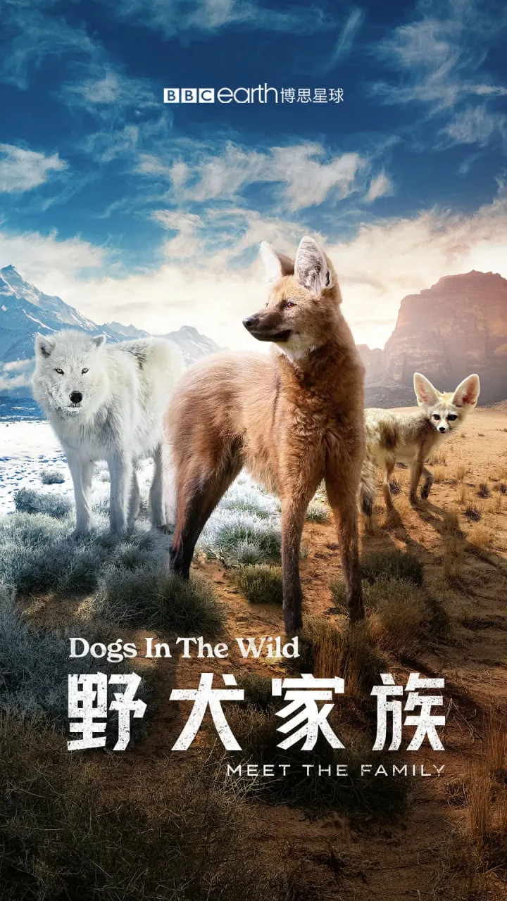 野犬家族下载
