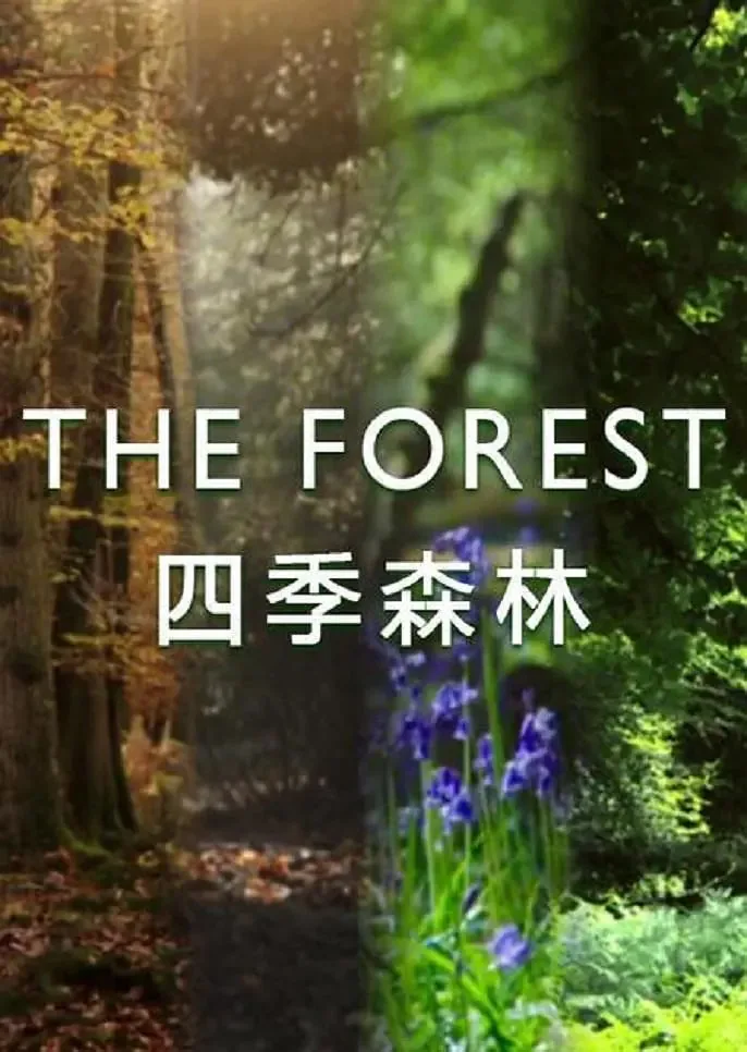四季森林 第一季全集解说