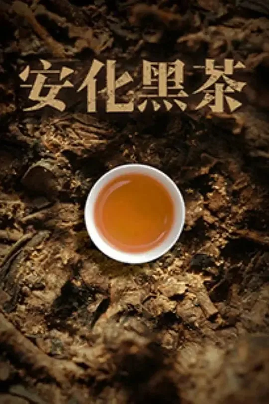 安化黑茶属于什么类型的茶