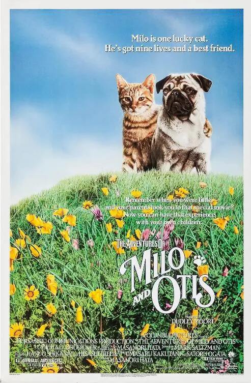 小猫的故事看图写话300字