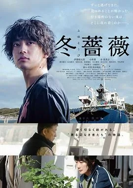 冬蔷薇图片