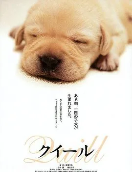 导盲犬小q下载